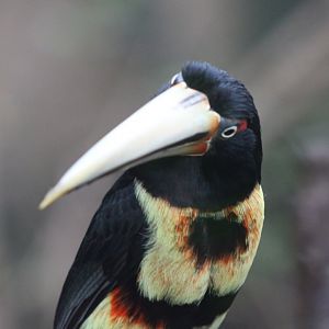 Pale-billed Aracari