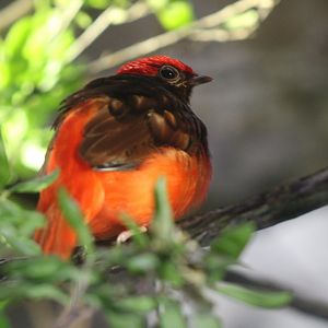 Guianan Red Cotinga