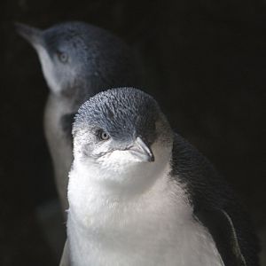 Little Blue Penguin
