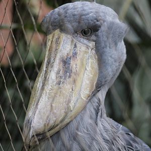 Shoebill