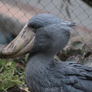 Shoebill