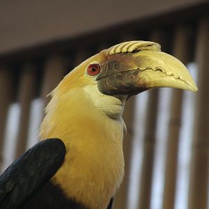 Papuan Hornbill