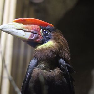 Rufous Hornbill