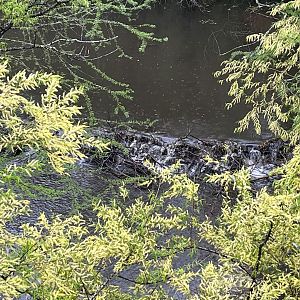 Beaver Dam in Africa Lake