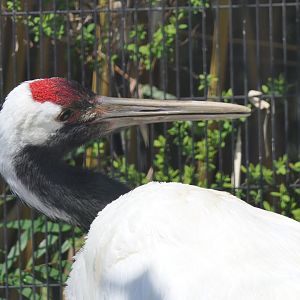 Red-crowned Crane (Grus japonensis)
