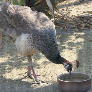 Indian Peafowl (Pavo cristatus)