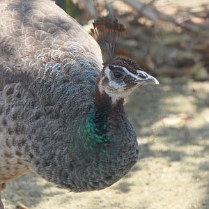 Indian Peafowl (Pavo cristatus)