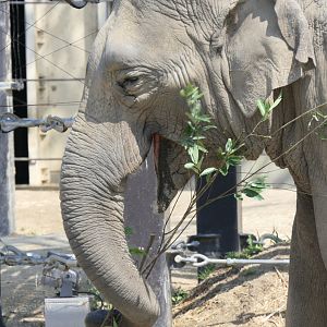 Asian Elephant (Elephas maximus)