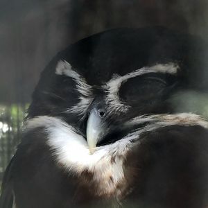 Spectacled Owl (Pulsatrix perspicillata)