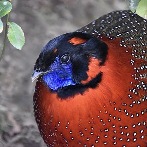 Satyr Tragopan (Tragopan satyra) male