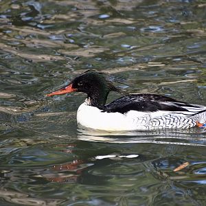 Scaly-Sided Merganser (Mergus squamatus) male