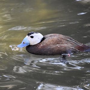 White-Headed Duck (Oxyura leucocephala) male