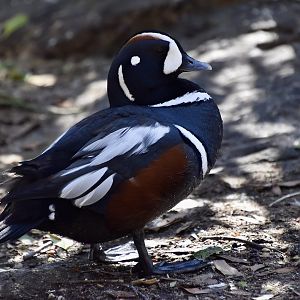 Harlequin Duck (Histrionicus histrionicus) male