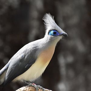 Crested Coua (Coua cristata)