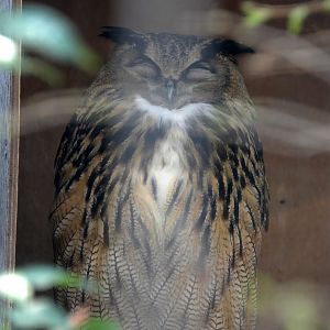 European Eagle-Owl (Bubo bubo bubo)
