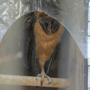 Ashy-faced Owl (Tyto glaucops)