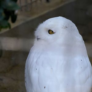 Snowy Owl (Nyctea scandica)