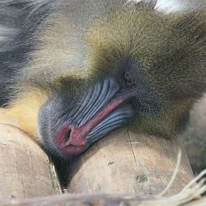 Mandrill (Mandrillus sphinx)