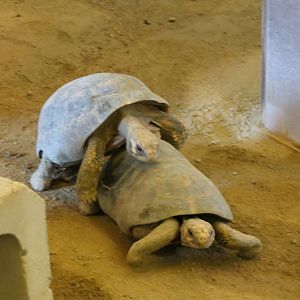 Elongated Tortoise (Indotestudo elongata)