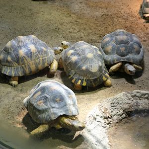 Radiated Tortoise (Astrochelys radiata)