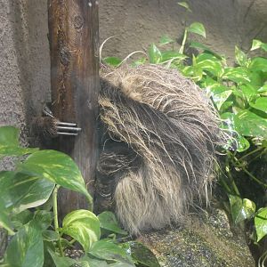 Linné's Two-toed Sloth (Choloepus didactylus)