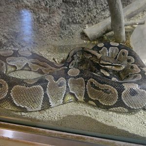 Ball Python (Python regius)