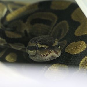 Ball Python (Python regius)