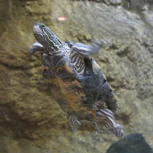 Black-knobbed Map Turtle (Graptemys nigrinoda)