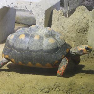 Red-footed Tortoise (Geochelone carbonaria)