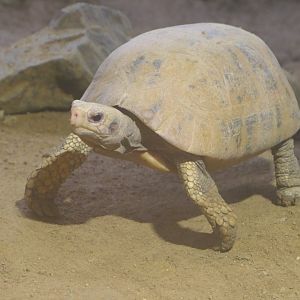 Elongated Tortoise (Indotestudo elongata)