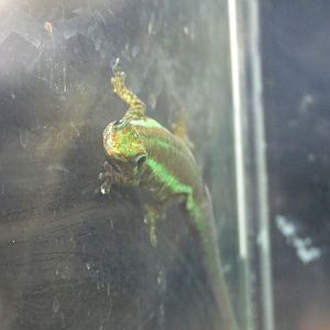 Mauritius Ornate Day Gecko (Phelsuma ornata)