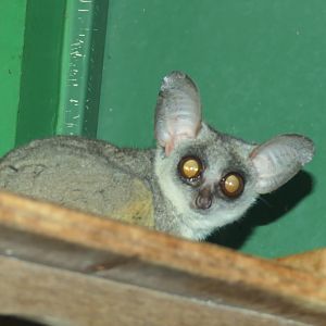Senegal Galago (Galago senegalensis)