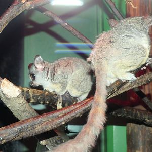 Senegal Galago (Galago senegalensis)