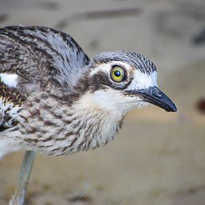 Bush Stone-Curlew