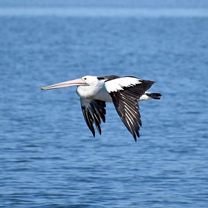 Australian Pelican