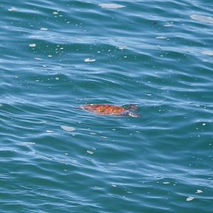 Green Sea Turtle