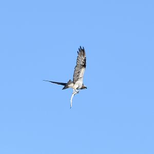 Eastern Osprey with prey