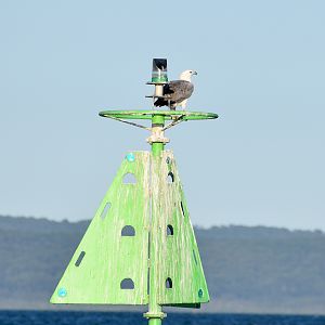 White-bellied Sea-Eagle