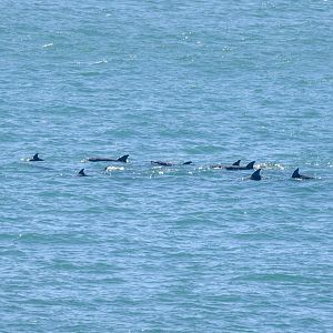 Indo-Pacific Bottlenose Dolphins