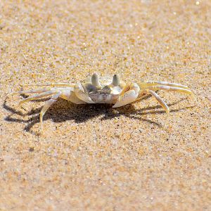 Smooth-handed Ghost Crab