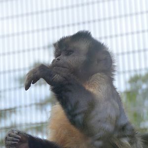 Brown Capuchin (Cebus apella)