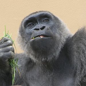 Western Gorilla (Gorilla gorilla)
