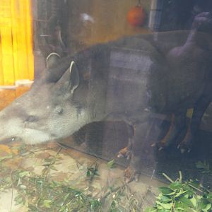 South American Tapir (Tapirus terrestris)