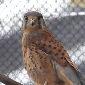Common Kestrel (Falco tinnunculis)