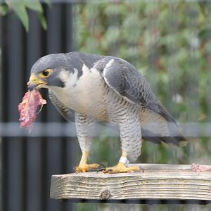 Eastern Peregrine Falcon (Falco peregrinus japonensis)