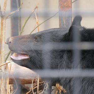 Japanese Black Bear (Ursus thibetanus japonicus)