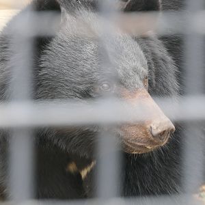 Japanese Black Bear (Ursus thibetanus japonicus)