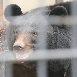 Japanese Black Bear (Ursus thibetanus japonicus)