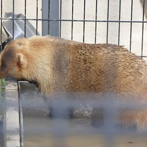 Japanese Badger (Meles anakuma)