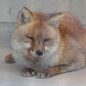 Japanese Red Fox (Vulpes japonica)